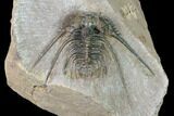 Kettneraspis Trilobite (Long Occipital Horn) - Lghaft, Morocco #165963-2